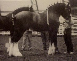 stallion Willow Way Victor (Clydesdale, 1988, from Croydon Aristocrat)