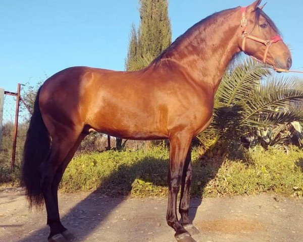 horse LLUVIOSO (Pura Raza Espanola (PRE), 2008)