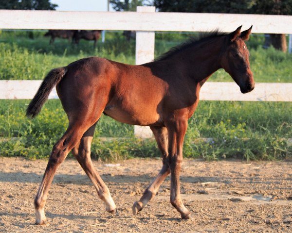 Springpferd Vickey (Oldenburger Springpferd, 2018, von Brantzau)