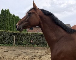 jumper Cafe's Maxxum (Oldenburg show jumper, 2014, from Cafe au lait 2)