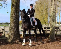 dressage horse Homer Mac (Oldenburg, 2007, from Hotline)