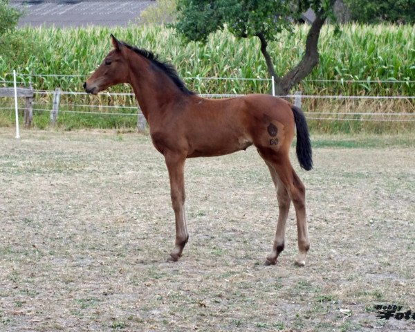 dressage horse Franzini (Westphalian, 2018, from Fürst Wilhelm)