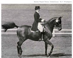 horse Perkunos (Trakehner,  , from Lustig)