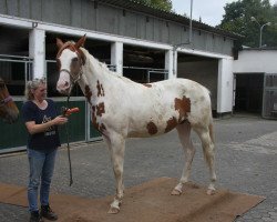 Zuchtstute Salsa d'Ivoire (Trakehner, 2015, von Gabun)