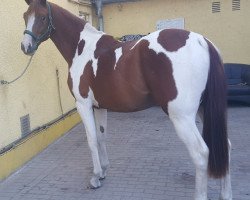 dressage horse Last Jack Honey (Trakehner, 2016, from Gabun)