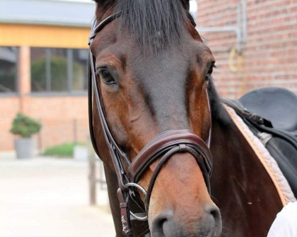 horse Proud Dancer H (Westphalian, 2007, from Pik Donnerhall)