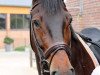 Pferd Proud Dancer H (Westfale, 2007, von Pik Donnerhall)