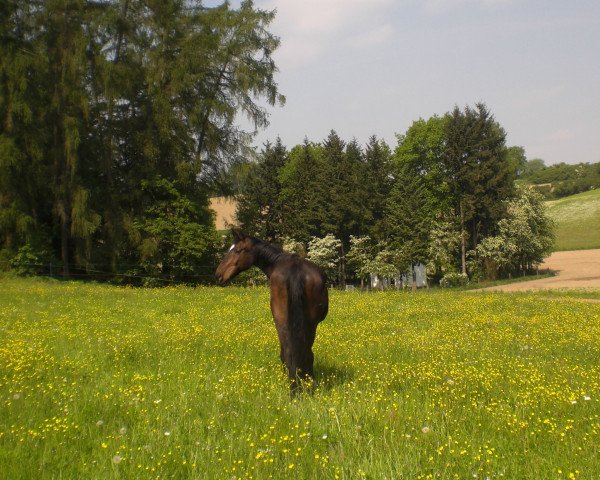 Pferd Clinton 10 (Holsteiner, 1990, von Cor de la Bryère)