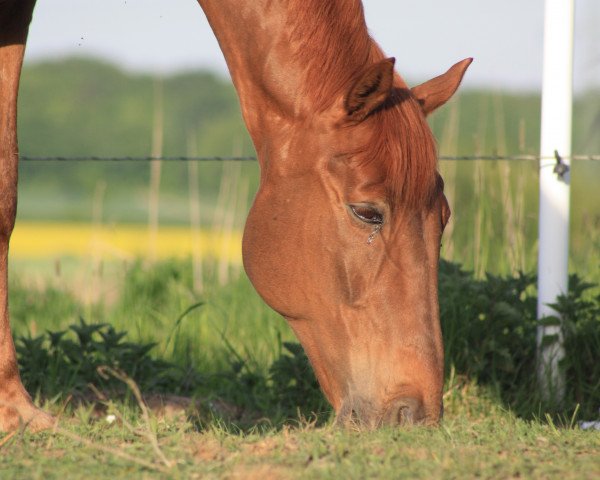 horse Montenegro 19 (Hanoverian, 1997, from Mont du Cantal AA)