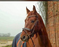 dressage horse For me Only (Rhinelander, 2013, from First Selection)