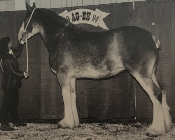 Zuchtstute Hatfield Lady Margaret (Clydesdale, 1992, von Scott Benefactor)