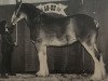 broodmare Hatfield Lady Margaret (Clydesdale, 1992, from Scott Benefactor)