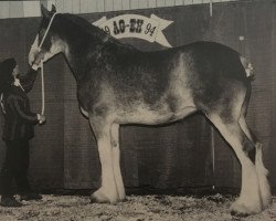 Zuchtstute Hatfield Lady Margaret (Clydesdale, 1992, von Scott Benefactor)