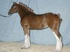 Zuchtstute Stone Croft Ayton Megan (Clydesdale, 2004, von Ayton Final Achievement)