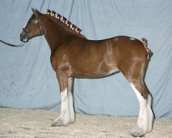 Zuchtstute Stone Croft Ayton Megan (Clydesdale, 2004, von Ayton Final Achievement)