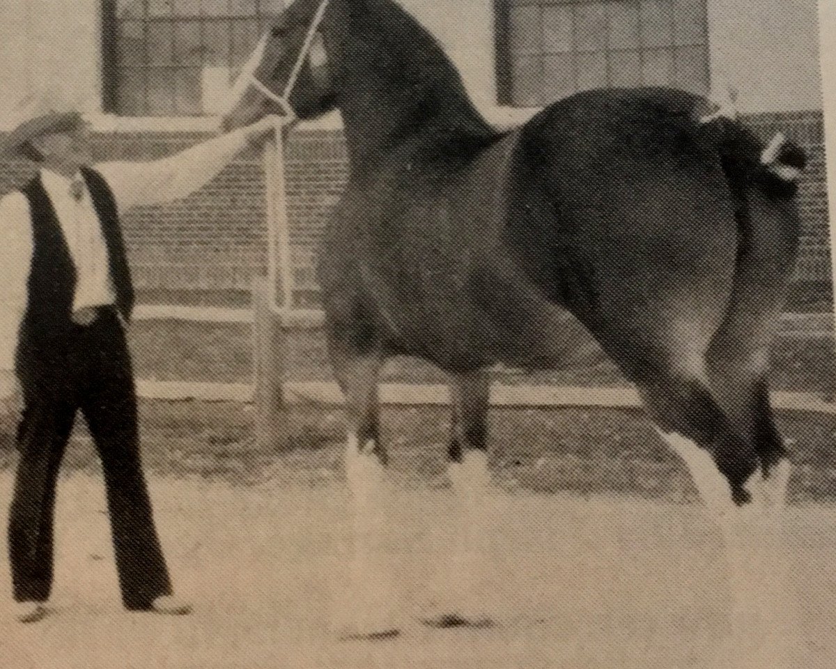 Zuchtstute Meadowview Oracle (Clydesdale, 1976, von Bardrill Expo)