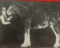 stallion Thistle Ridge Argyll Geordie (Clydesdale, 1987, from Commander Mark Argyll)