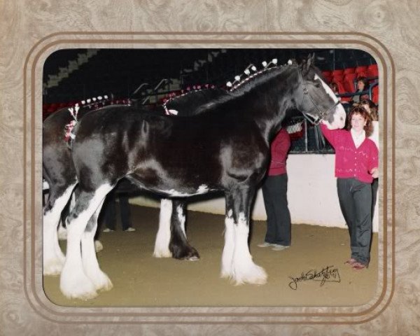 Zuchtstute Peggie Ann (Clydesdale, 1987, von Glen Arthur Laddie)