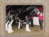 Zuchtstute Peggie Ann (Clydesdale, 1987, von Glen Arthur Laddie)