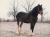 stallion Solomon's Commander (Clydesdale, 1980, from Footprint Royal Ideal)