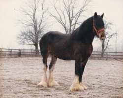 stallion Solomon's Commander (Clydesdale, 1980, from Footprint Royal Ideal)