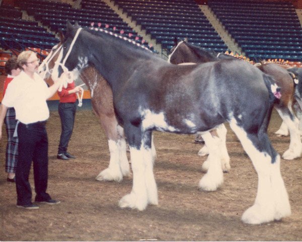 Zuchtstute Broadlea Classic Perfection (Clydesdale, 1981, von Classic Wallace)