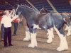 Zuchtstute Broadlea Classic Perfection (Clydesdale, 1981, von Classic Wallace)