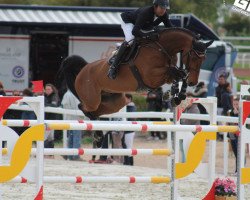 jumper Chaccoto (Oldenburg show jumper, 2007, from Chacco-Blue)