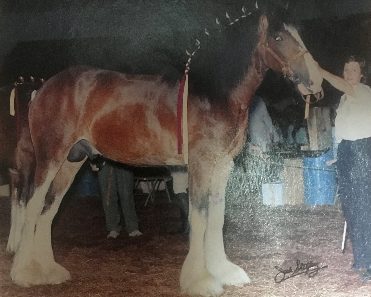 stallion Armageddon's Lord Jacob (Clydesdale, 1986, from Solomon's Commander)