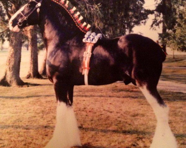 stallion Armageddon's Lord Elijah (Clydesdale, 1991, from Armageddon's Lord Jacob)