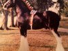 Deckhengst Armageddon's Lord Elijah (Clydesdale, 1991, von Armageddon's Lord Jacob)