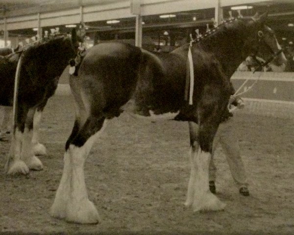 stallion Glenbuchat (Clydesdale, 2004, from Grandview Eli's Just-In-Step)