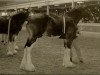 Deckhengst Glenbuchat (Clydesdale, 2004, von Grandview Eli's Just-In-Step)