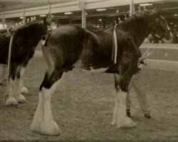 Deckhengst Glenbuchat (Clydesdale, 2004, von Grandview Eli's Just-In-Step)