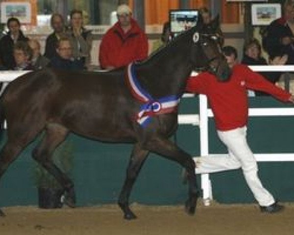 broodmare More Thoroughbred xx (Thoroughbred, 2007, from Dashing Blade xx)