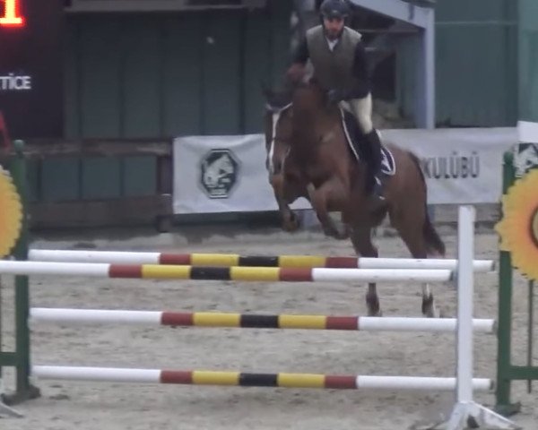 jumper Don Carlos (KWPN (Royal Dutch Sporthorse), 2008)