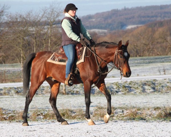 horse Abakus (Arabian thoroughbred, 2015)