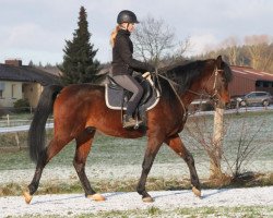 Pferd Pasados (Vollblutaraber, 2013, von Kahil Al Shaqab ox)