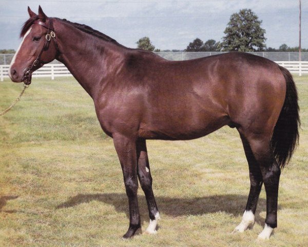 stallion Assert xx (Thoroughbred, 1979, from Be My Guest xx)