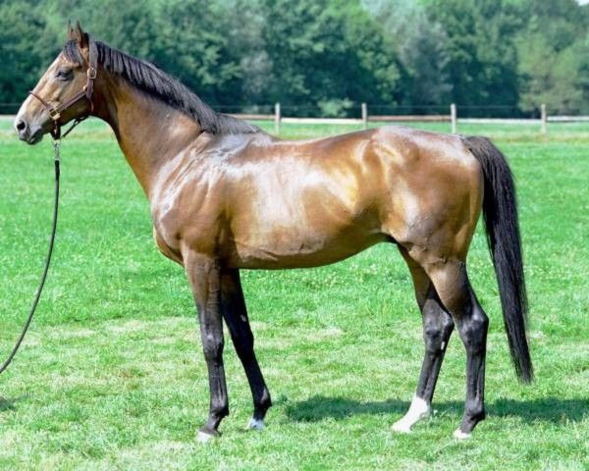 stallion Lecroix xx (Thoroughbred, 1992, from Assert xx)