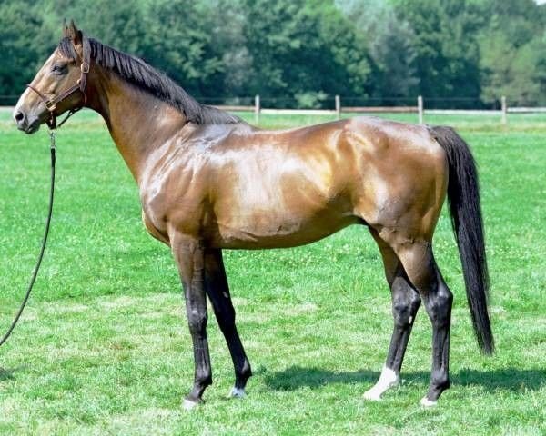 stallion Lecroix xx (Thoroughbred, 1992, from Assert xx)
