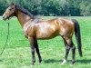 stallion Lecroix xx (Thoroughbred, 1992, from Assert xx)