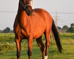 dressage horse Sharino (Shagya Arabian, 2011, from Balou)