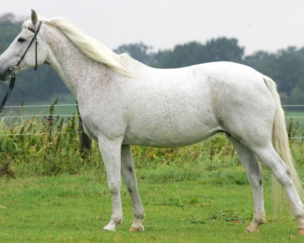 broodmare Sharina (Shagya Arabian, 1990, from Shagya XXXIX-11)