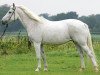 broodmare Sharina (Shagya Arabian, 1990, from Shagya XXXIX-11)