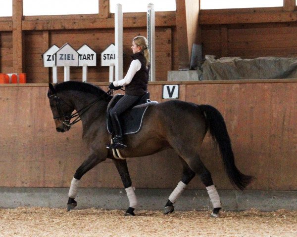 dressage horse Rubicon 40 (Oldenburg, 1993, from Rouletto)