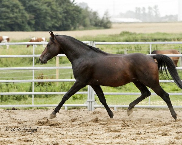 horse Bashir (Shagya Arabian, 2003, from Bahadur ShA)