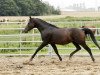 horse Bashir (Shagya Arabian, 2003, from Bahadur ShA)