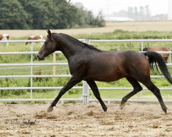 horse Bashir (Shagya Arabian, 2003, from Bahadur ShA)