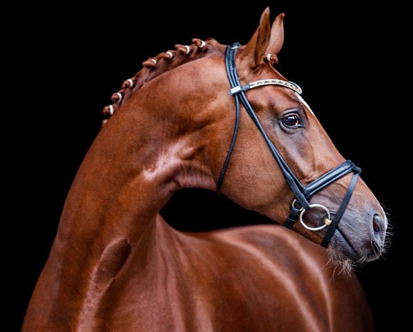 stallion Shu Fu (Hanoverian, 2017, from Sezuan)